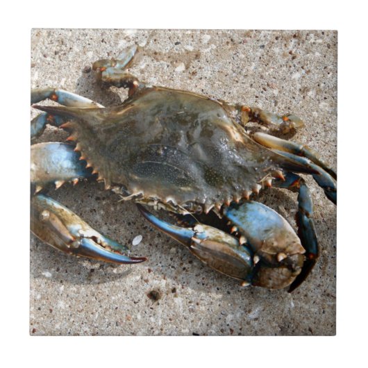 Blauwe krabben tegeltje (Voorkant)