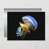 Blauwe kwal briefkaart (Voorkant / Achterkant)