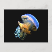 Blauwe kwal briefkaart (Voorkant)