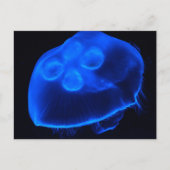 Blauwe kwal briefkaart (Voorkant)