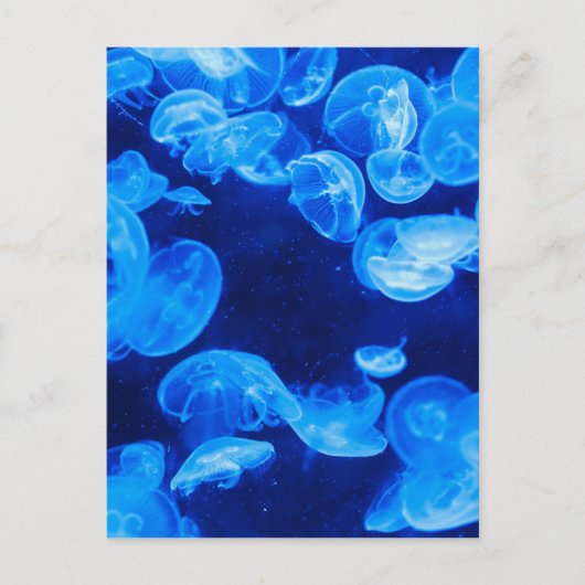Blauwe kwal onder water briefkaart (Voorkant)