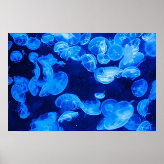 Blauwe kwal onder water poster (Voorkant)