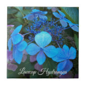Blauwe Lacecap Hortensia Bloem Tegeltje (Voorkant)