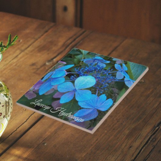 Blauwe Lacecap Hortensia Bloem Tegeltje