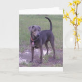 blauwe lacy volledig kaart (Gele Bloem)