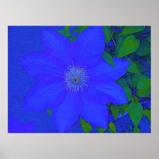 Blauwe, langzame Urchin Afdrukken Poster