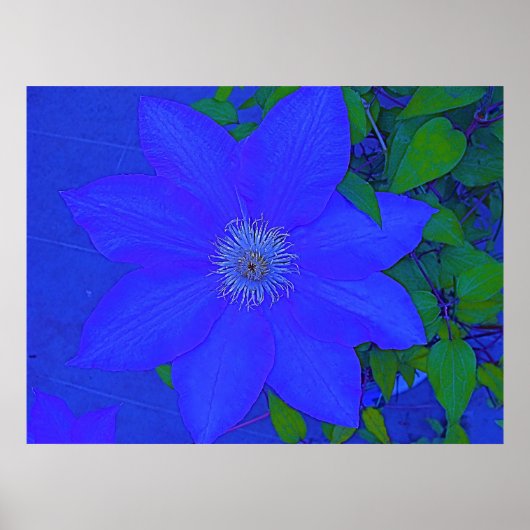 Blauwe, langzame Urchin Afdrukken Poster (Voorkant)