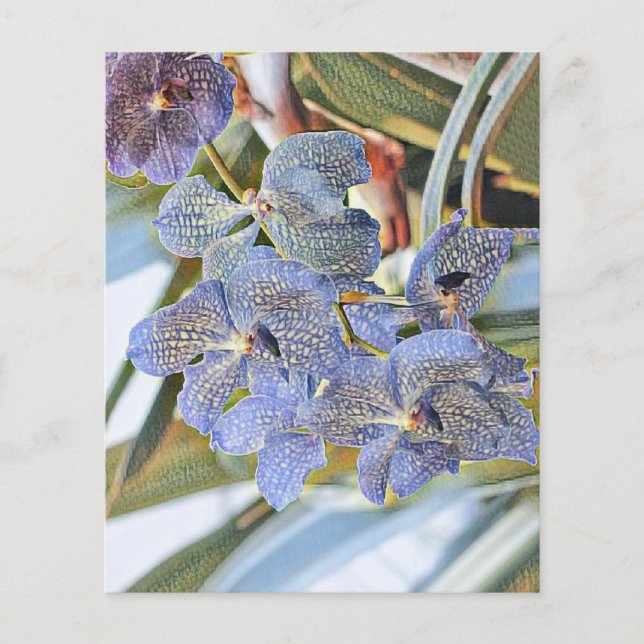 Blauwe lavanderkleurige orchidebloemen (Voorkant)