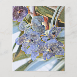 Blauwe lavanderkleurige orchidebloemen