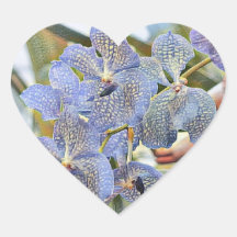 Blauwe lavanderkleurige orchidebloemen