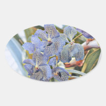 Blauwe lavanderkleurige orchidebloemen