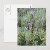 blauwe lavendel en bijen briefkaart (Voorkant / Achterkant)