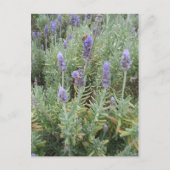 blauwe lavendel en bijen briefkaart (Voorkant)