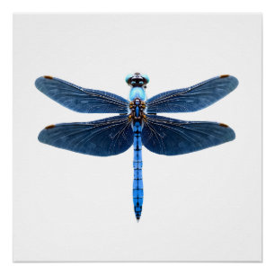 Blauwe Libel - Insecten Dierenliefhebber Ento Perfect Poster