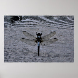 Blauwe Libel Poster
