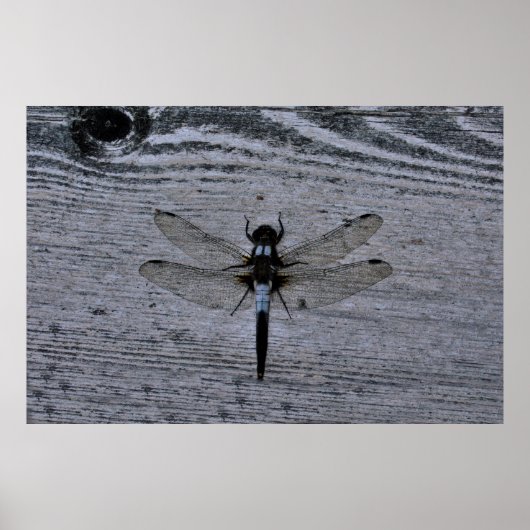 Blauwe Libel Poster (Voorkant)