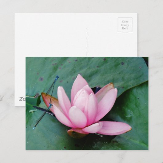 Blauwe libellen op een roze lotusbloem briefkaart (Voorkant / Achterkant)
