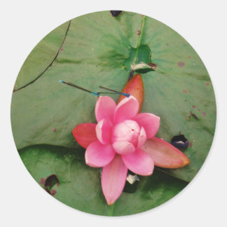 Blauwe libellen op een roze lotusbloem ronde sticker