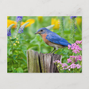 Blauwe lijster mannetje op omheiningspaal in bloem briefkaart