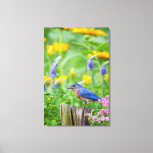 Blauwe lijster mannetje op omheiningspaal in bloem canvas afdruk