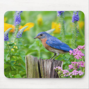Blauwe lijster mannetje op omheiningspaal in bloem muismat