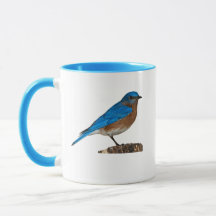 Blauwe lijster