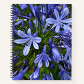 Blauwe Lily van de Nile Agapanthus Floral Notitieboek (Voorkant)