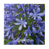 Blauwe Lily van de Nile Agapanthus Floral Tegeltje (Voorkant)