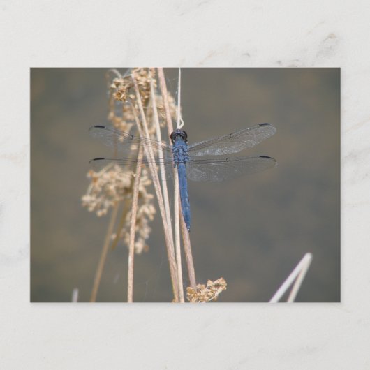 Blauwe limonade briefkaart (Voorkant)