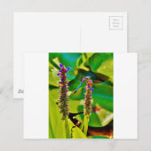 Blauwe limonade en bloemen briefkaart (Voorkant / Achterkant)