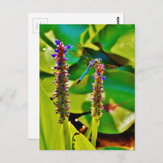 Blauwe limonade en bloemen briefkaart (Voorkant / Achterkant)