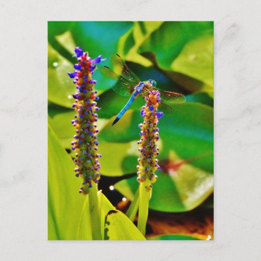 Blauwe limonade en bloemen briefkaart (Voorkant)