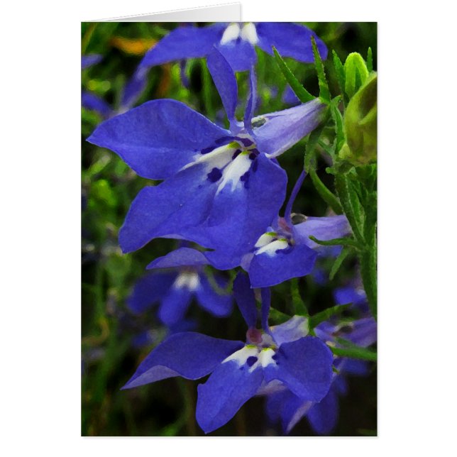 Blauwe Lobelia (Voorkant)