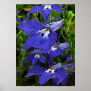 Blauwe Lobelia Poster