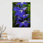 Blauwe Lobelia Poster (Keuken)