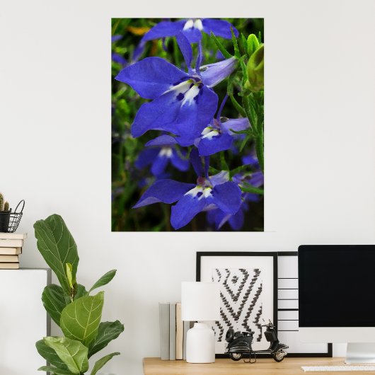 Blauwe Lobelia Poster (Thuiskantoor)