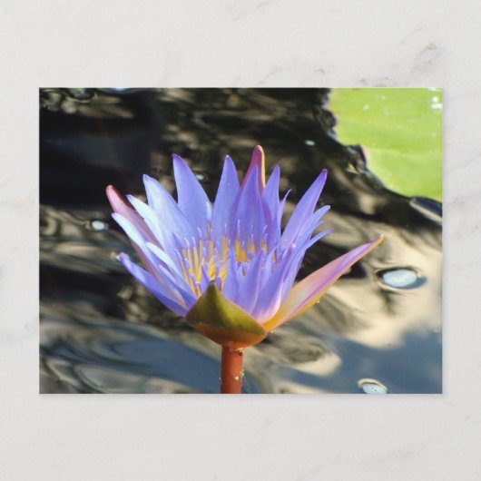 Blauwe Lotus Briefkaart (Voorkant)