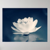 Blauwe Lotus Flower Poster (Voorkant)