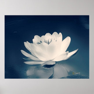 Blauwe Lotus Flower Poster