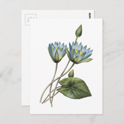 blauwe lotus (Nymphaea caerulea) van Redouté Briefkaart (Voorkant / Achterkant)