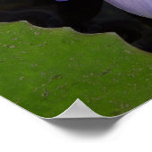 Blauwe lotus poster (Hoek)