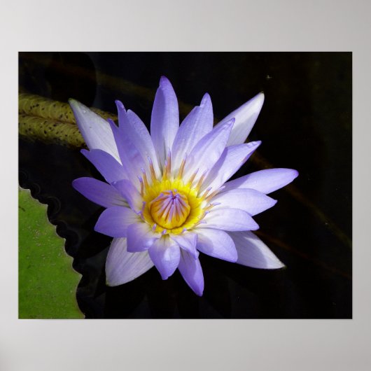 Blauwe lotus poster (Voorkant)