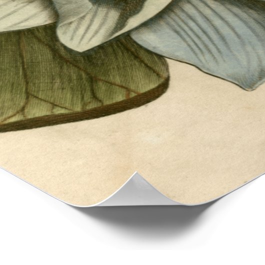 Blauwe Lotus-ventilator op Tan-achtergrond met sch Poster (Hoek)