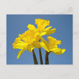Blauwe Lucht ansichtkaarten Gele Narcis Bloem Bloe Briefkaart