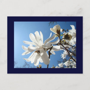 Blauwe lucht ansichtkaarten Witte Magnolia Bloemen Briefkaart