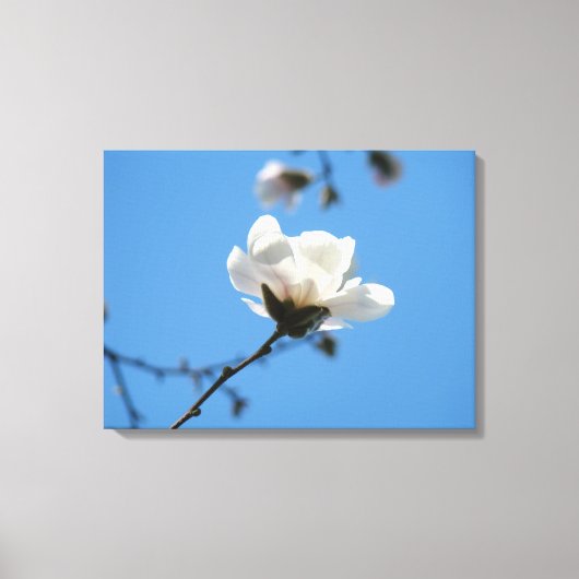 Blauwe lucht Canvas kunst afdrukken Witte Magnolia (Voorkant)