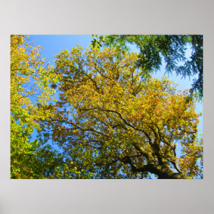 Blauwe lucht en herfstgebladerte - gepersonaliseer poster