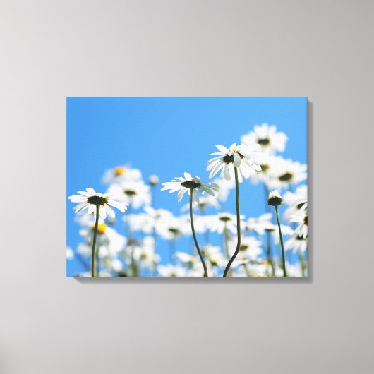 Blauwe lucht en witte madeliefjes canvas afdruk (Voorkant)