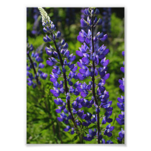 Blauwe luiers foto afdruk