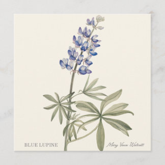 Blauwe Lupine door Mary Walcott